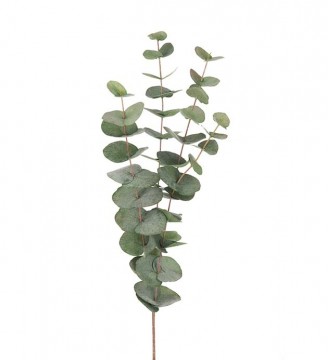 Eucalyptus kvist