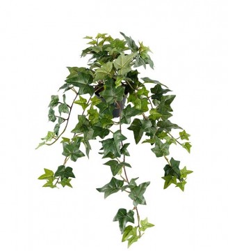 Murgröna hengeplante