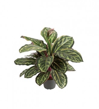 Maranta