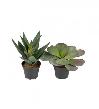Succulent