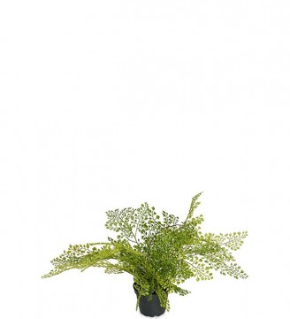 Adiantum 